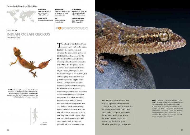 Lizards of the World A Guide to Every Family