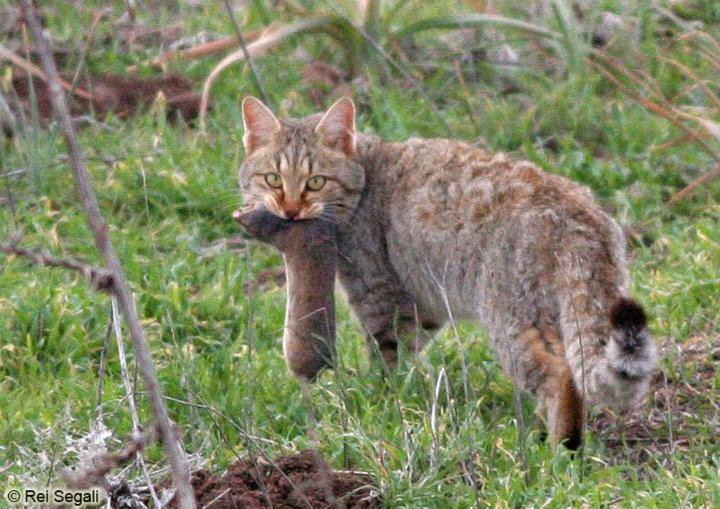 ​חתול בר (Felis silvestris)