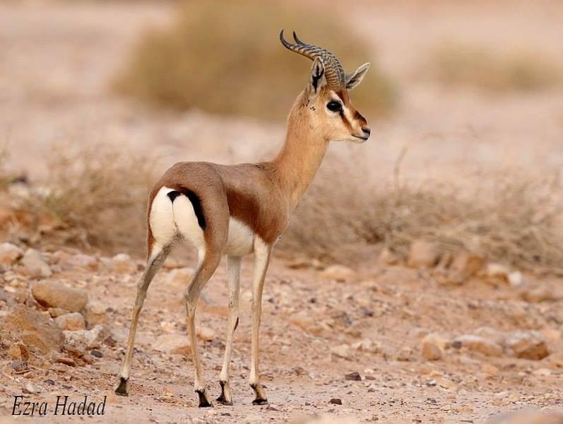 צבי הנגב (Gazella dorcas) עזרא חדד